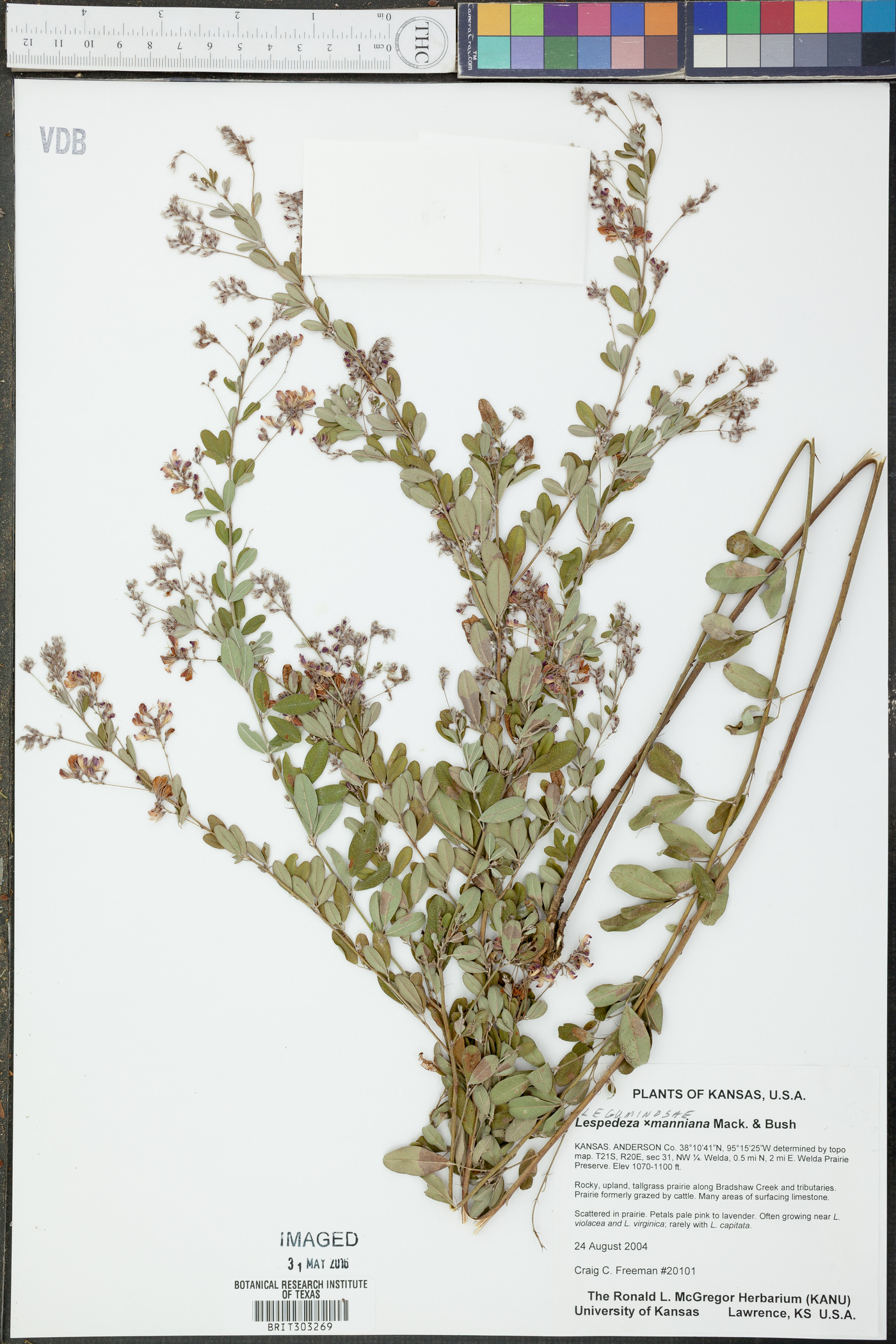 Lespedeza x manniana image