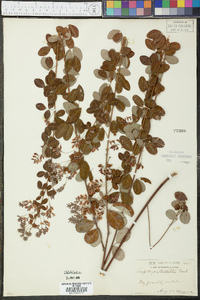 Lespedeza × nuttallii image