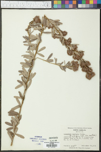 Lespedeza capitata image