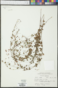 Lespedeza repens image