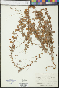 Lespedeza procumbens image