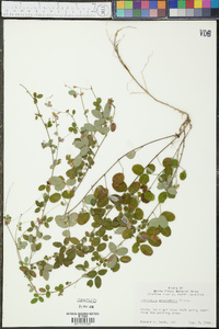 Lespedeza procumbens image