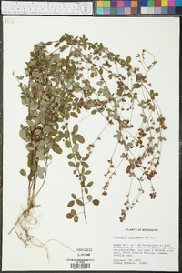 Lespedeza procumbens image