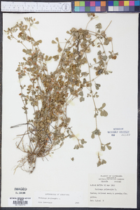 Medicago polymorpha image