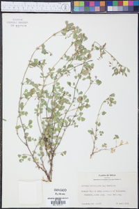 Medicago orbicularis image