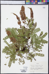 Lysiloma latisiliqua image