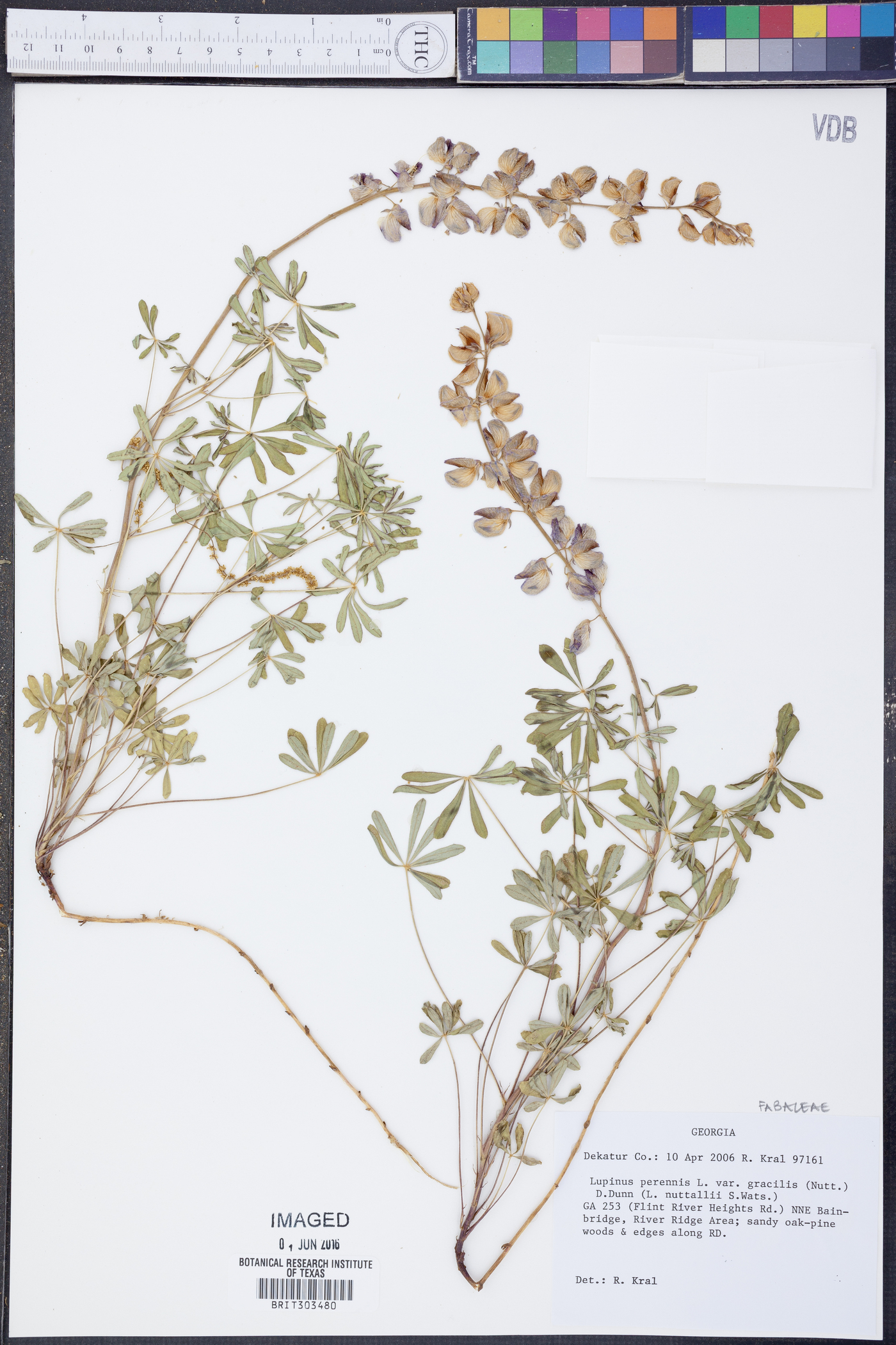 Lupinus perennis var. gracilis image