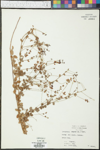 Lespedeza repens image