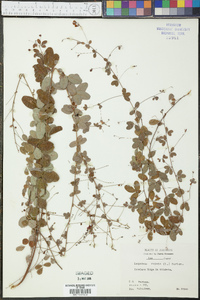 Lespedeza repens image