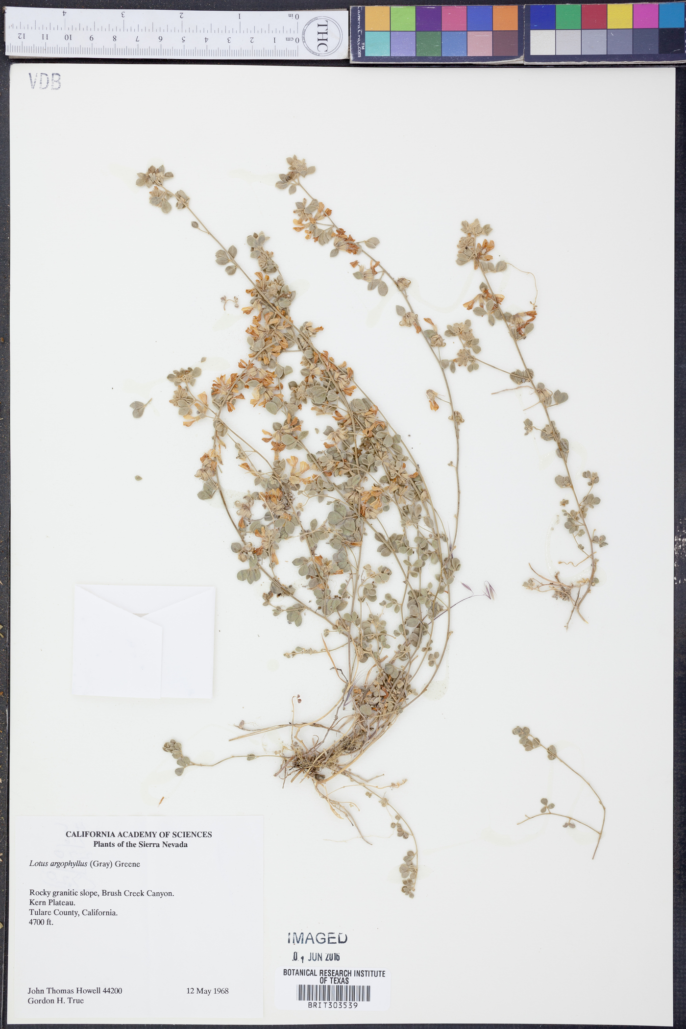 Lotus argophyllus image