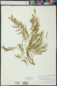 Prosopis glandulosa image