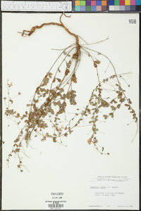 Lespedeza repens image