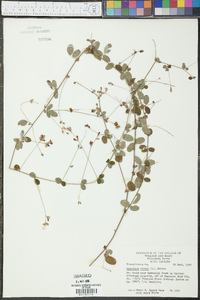 Lespedeza repens image