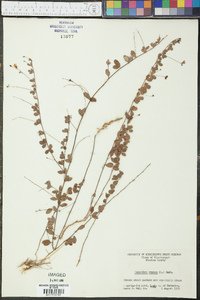 Lespedeza repens image