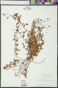 Lespedeza repens image