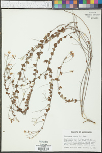 Lespedeza repens image