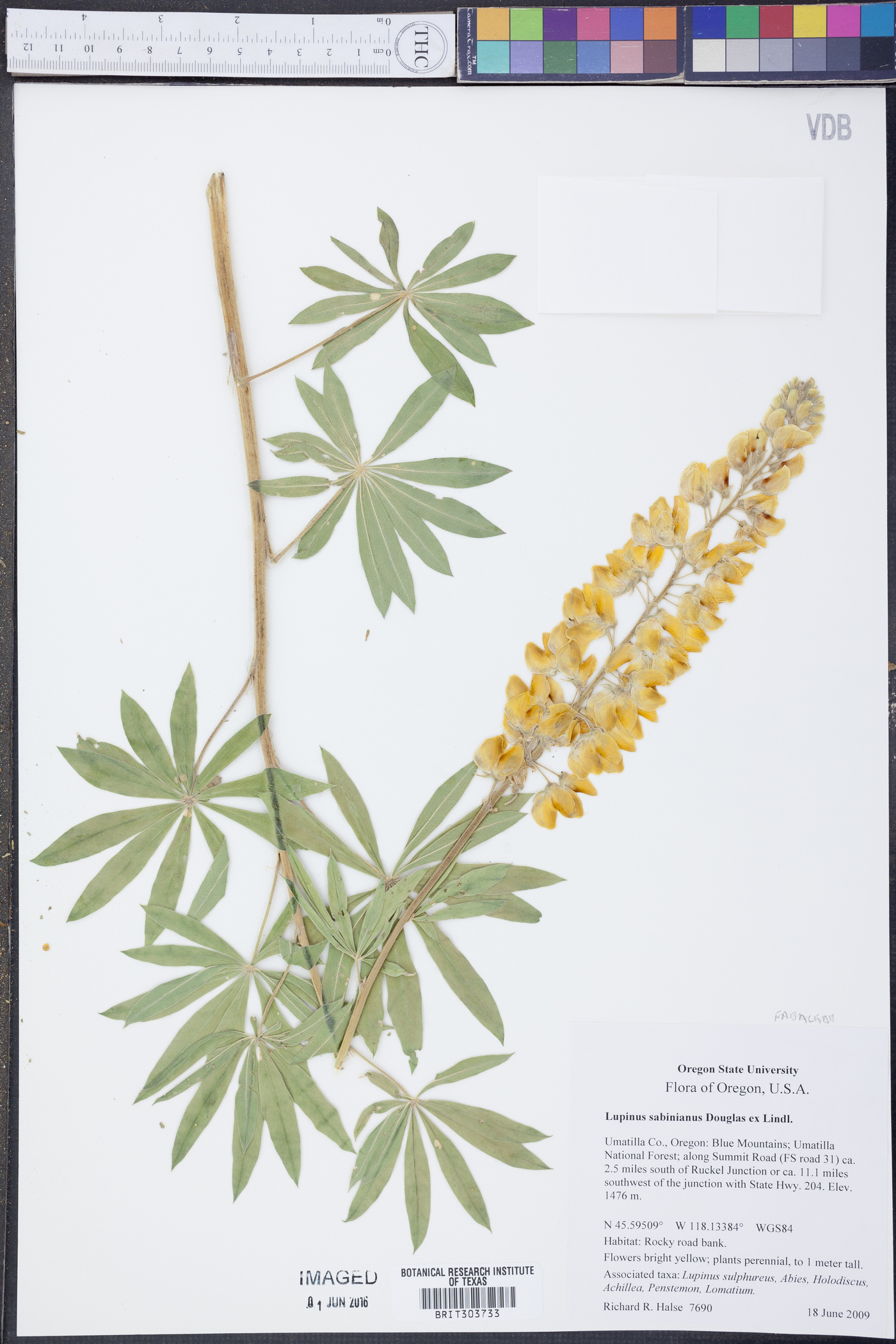 Lupinus sabinianus image