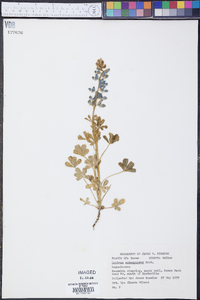 Lupinus subcarnosus image