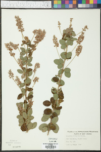 Lespedeza hirta image