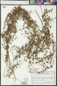 Lespedeza repens image