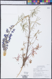 Lupinus benthamii image