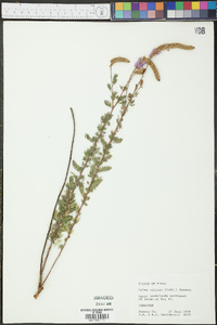 Dalea villosa image