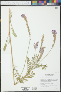 Onobrychis viciifolia image