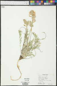 Oxytropis sericea image