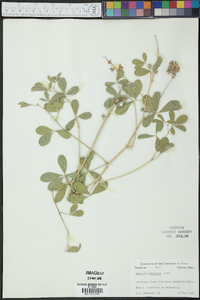 Psoralea cuspidata image