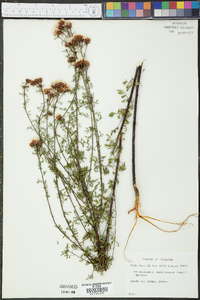 Dalea pinnata image