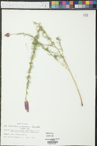Dalea compacta var. pubescens image