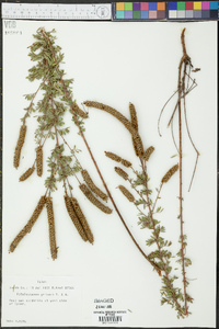 Dalea villosa image