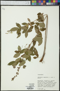 Rhynchosia tomentosa image