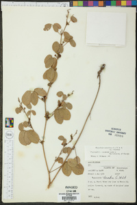 Rhynchosia tomentosa image