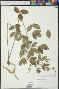 Rhynchosia tomentosa image