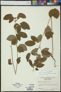 Rhynchosia tomentosa image