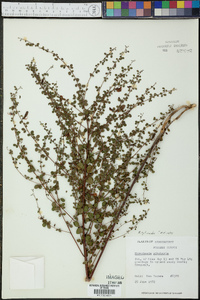 Rhynchosia cytisoides image