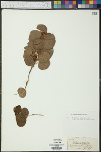 Rhynchosia reniformis image