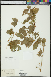 Rhynchosia swartzii image