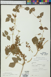 Rhynchosia latifolia image