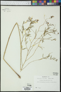 Pediomelum linearifolium image