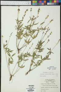 Orbexilum pedunculatum var. psoralioides image