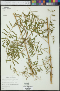 Schrankia unicinata image