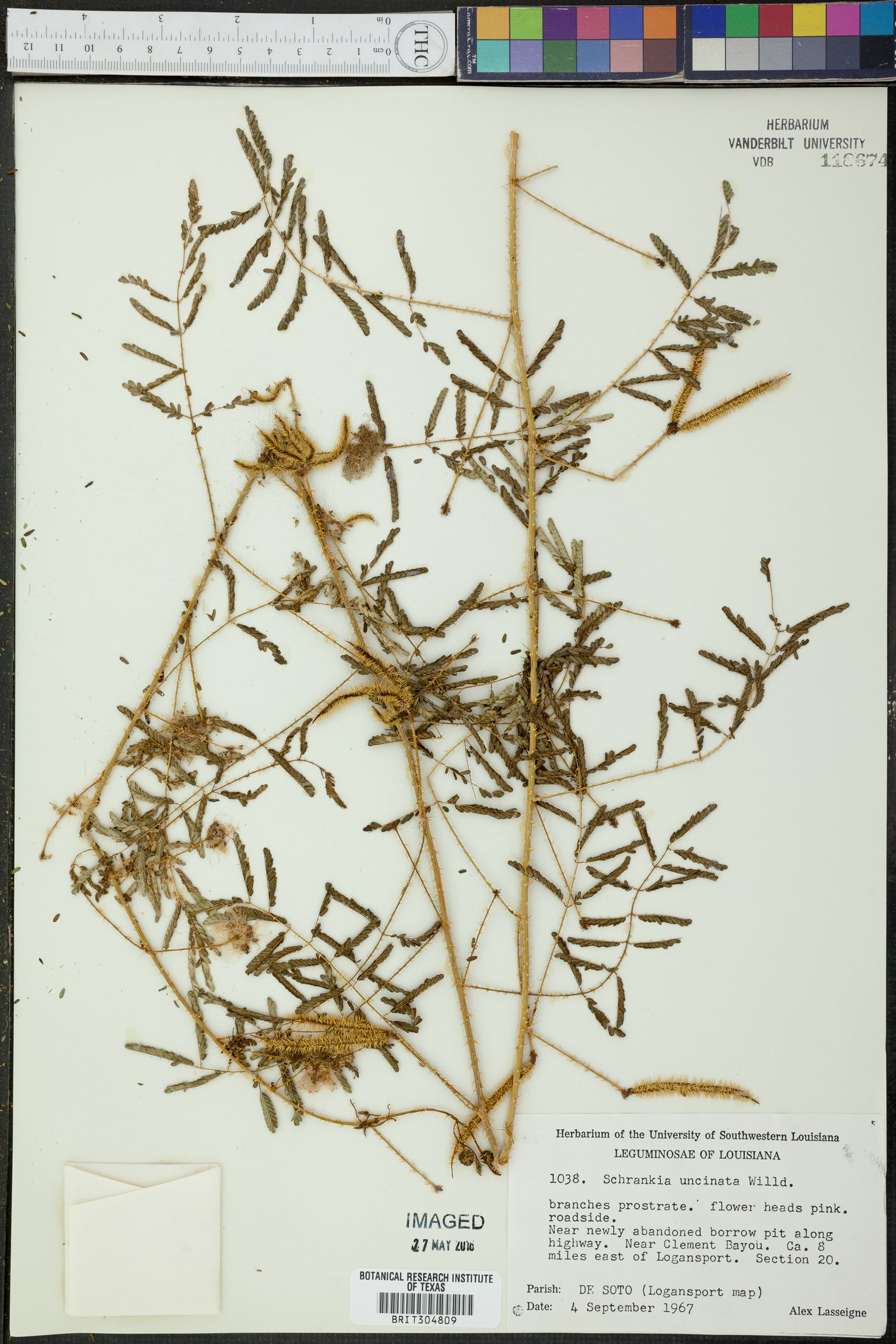 Schrankia unicinata image