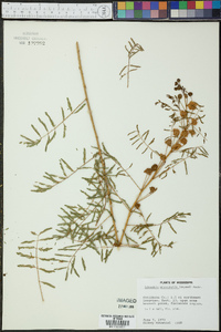 Schrankia unicinata image