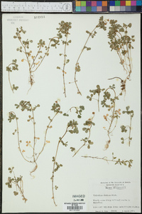 Trifolium dubium image