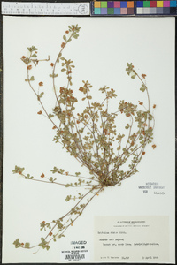 Trifolium dubium image