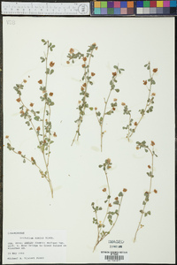 Trifolium dubium image