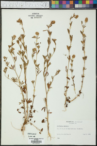 Trifolium arvense image