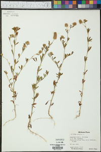 Trifolium arvense image